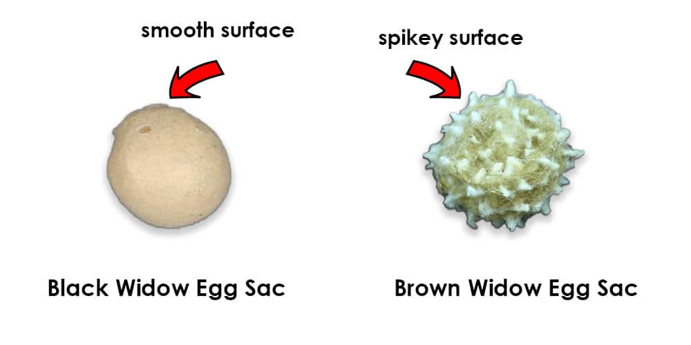 Black Widow Egg Sac Vs. Brown Widow Egg Sac