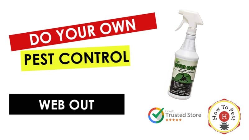 How To Get Rid of Spider Webs - How To Use Web Out - HowToPest.com