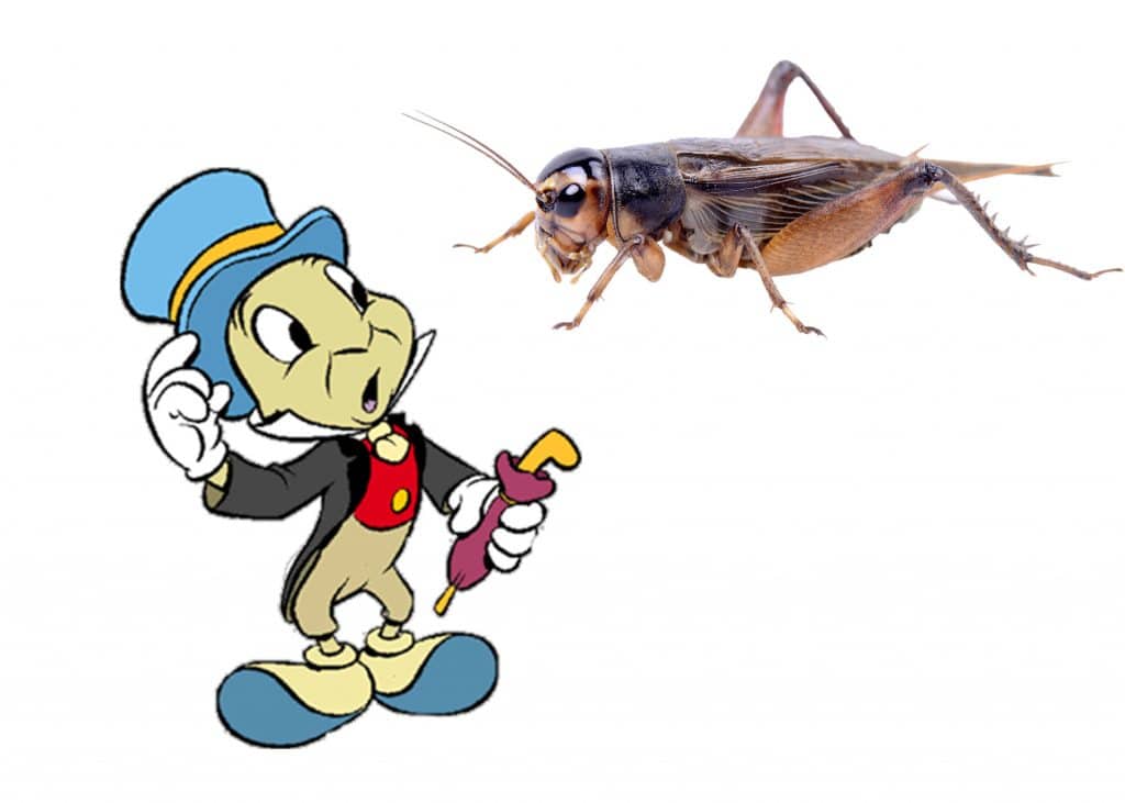 Jiminy Cricket Blog