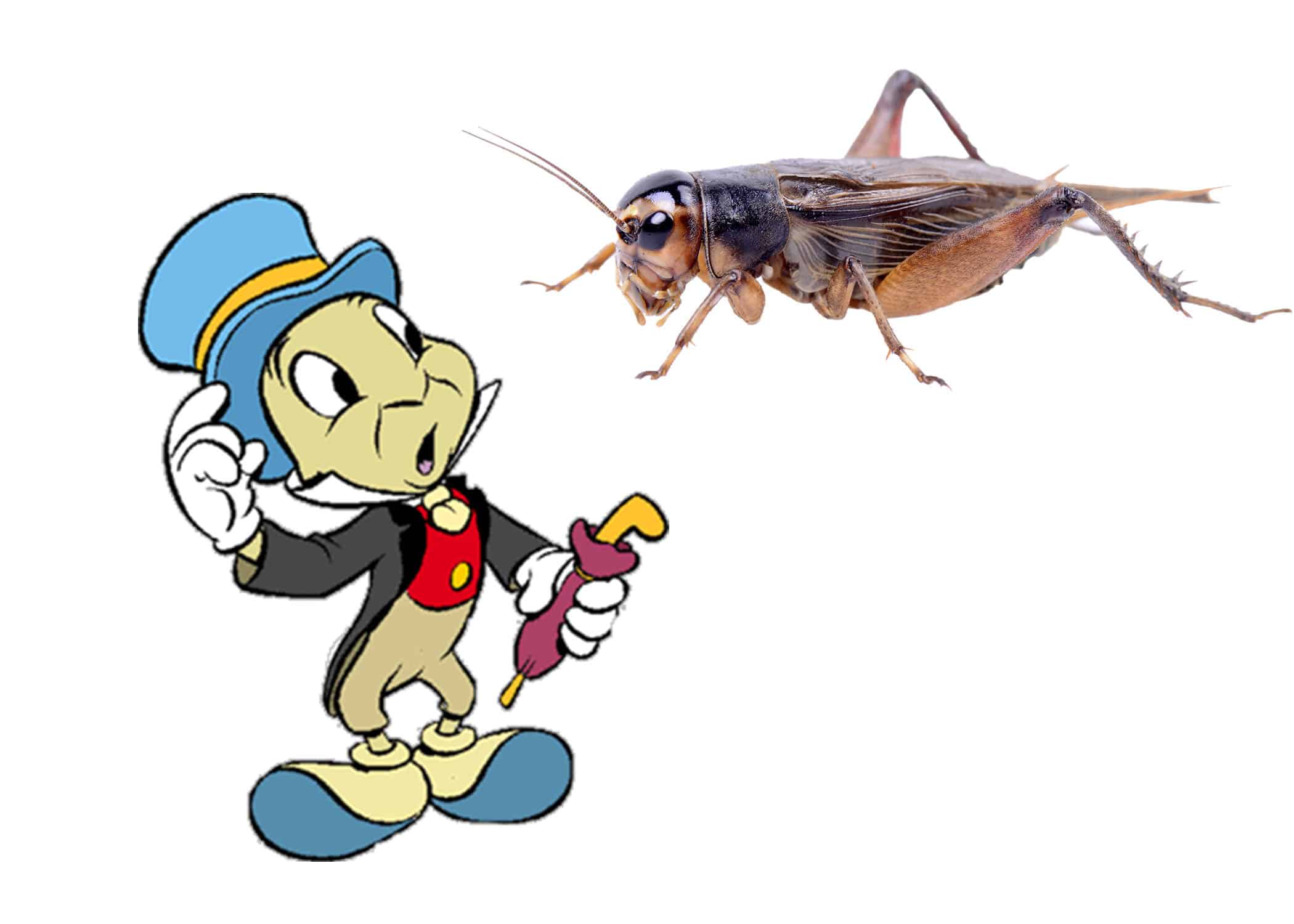 What Kind Of Cricket Is Jiminy Cricket