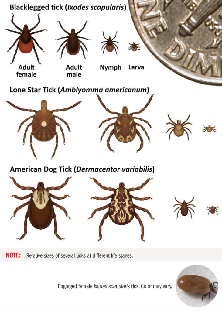 Tick Life Stages