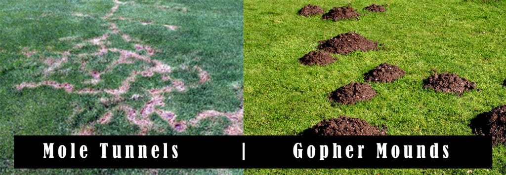 Gopher vs. Moles