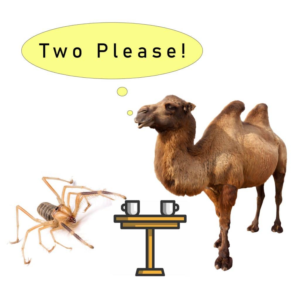 Camel-Spider-Blog
