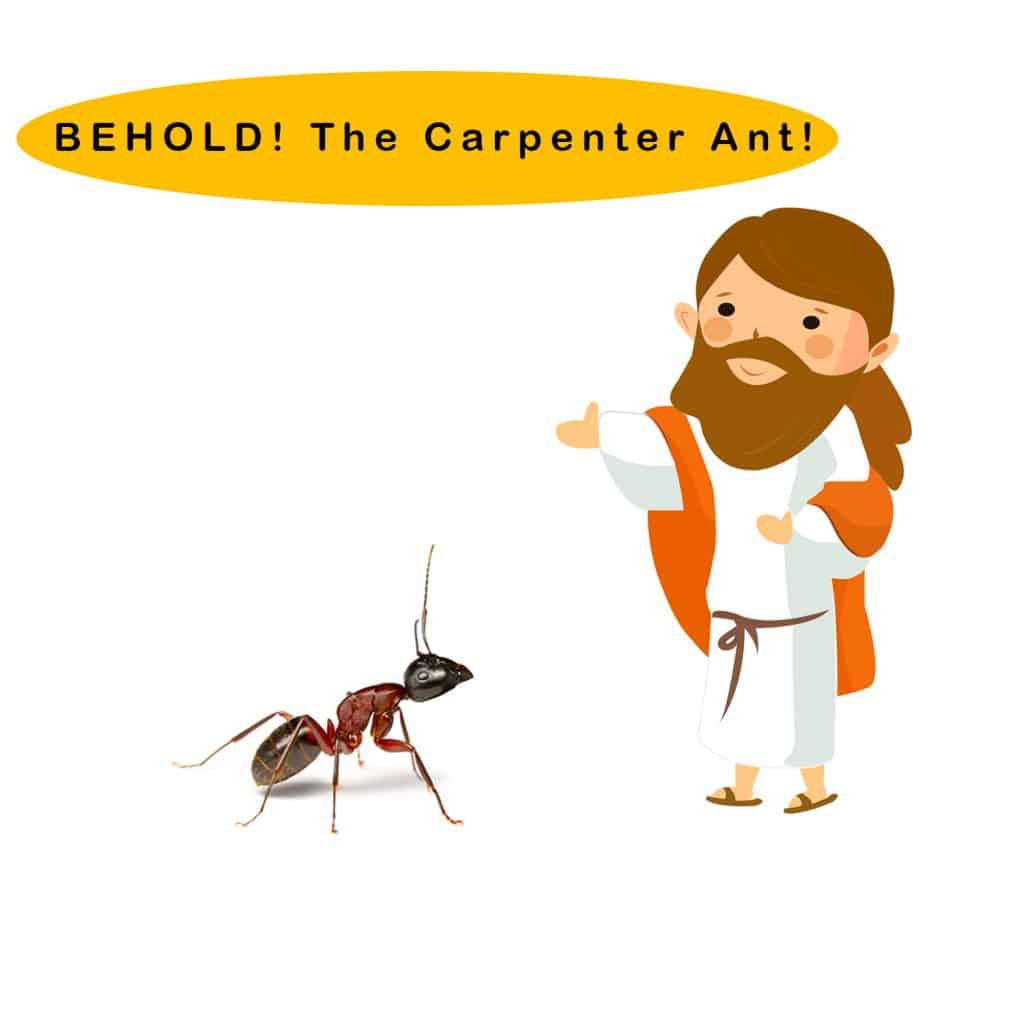Carpenter-Ant-Blog