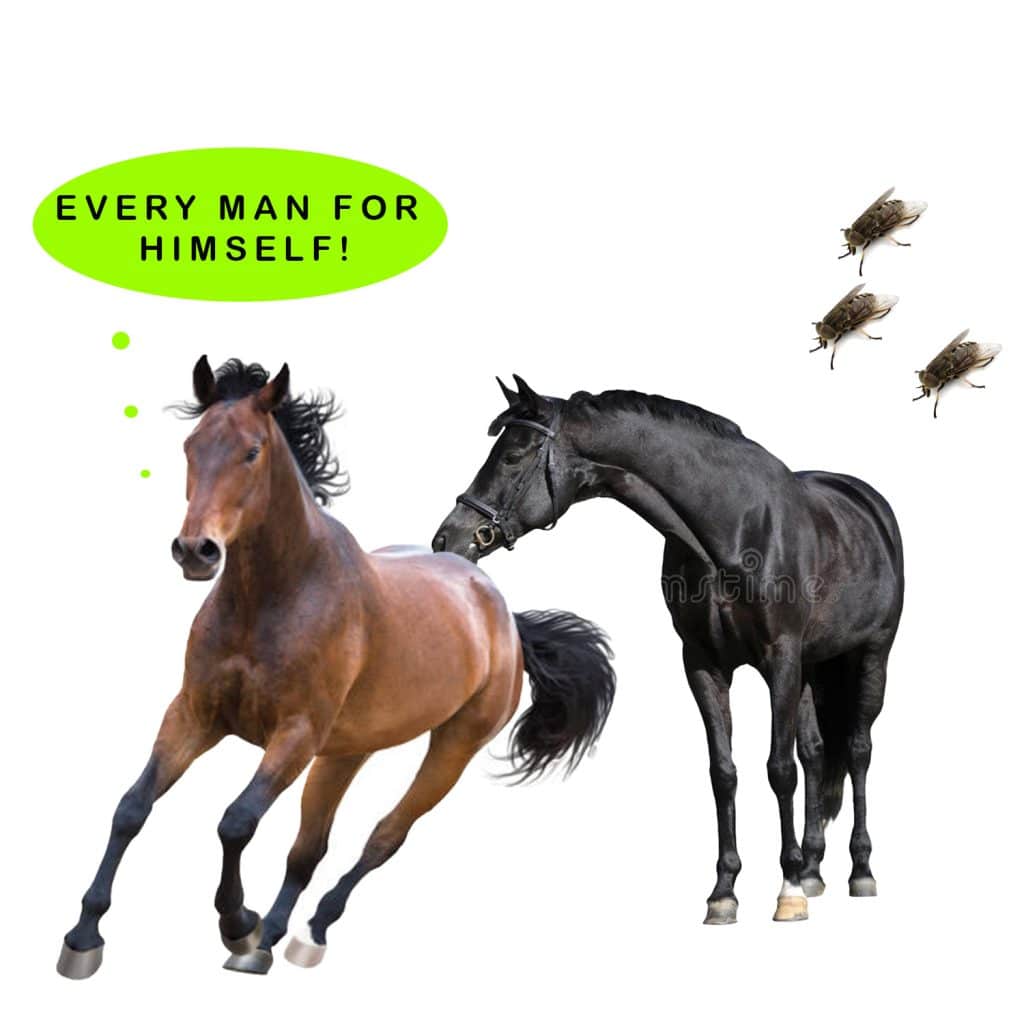 Horse-Fly-Blog