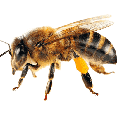 How To Get Rid of Bees - Insecticides - HowToPest.com