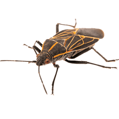 How To Get Rid of Boxelder Bugs - Insecticides - HowToPest.com