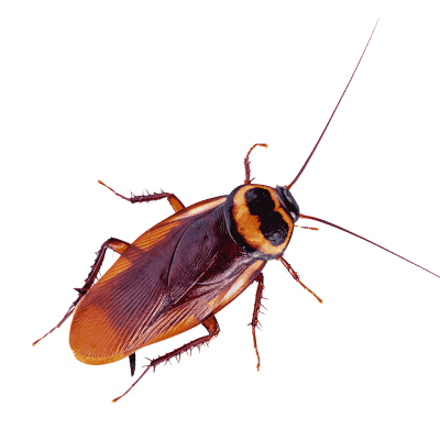 How To Get Rid of Cockroaches - Baits and Insecticides - HowToPest.com