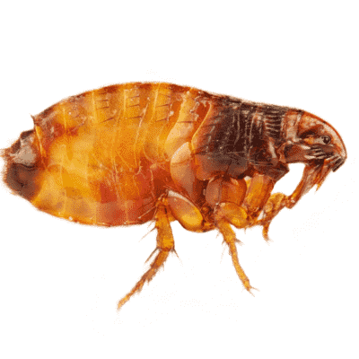 How To Get Rid of Fleas - Insecticides - HowToPest.com