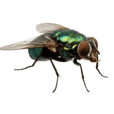 How To Get Rid of Flies - Baits and Insecticides - HowToPest.com