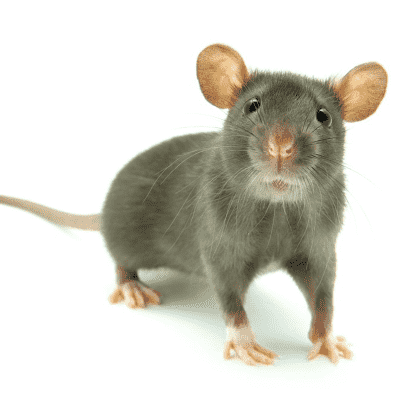 How To Get Rid of Mice - HowToPest.com