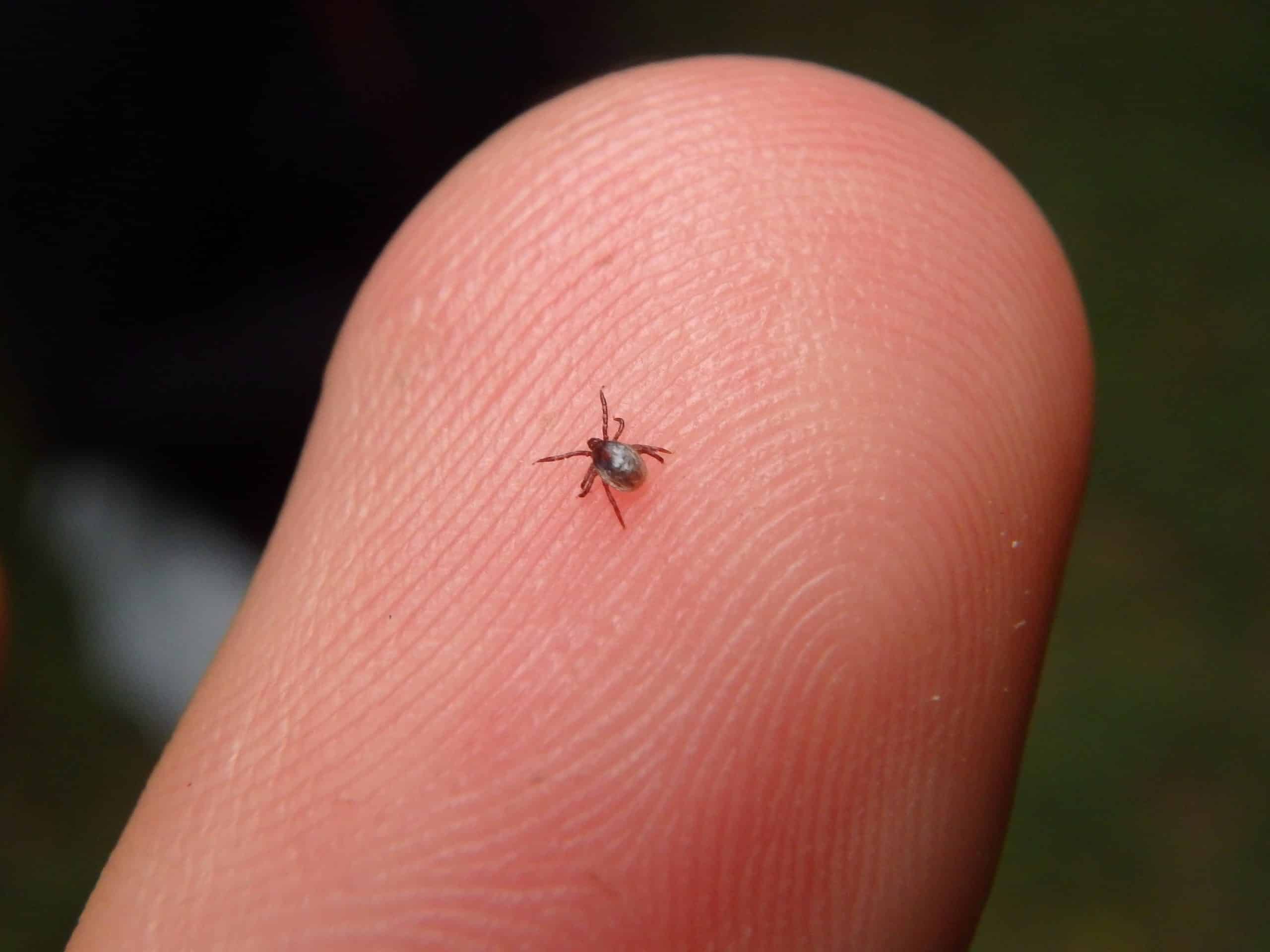 What Do Red Mite Bites Look Like On Humans