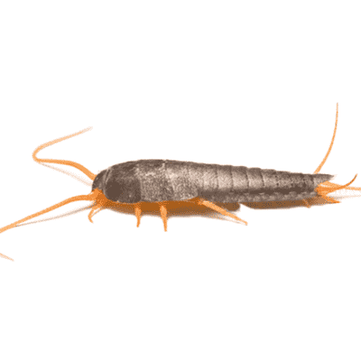 How To Get Rid of Silverfish - Insecticides - HowToPest.com