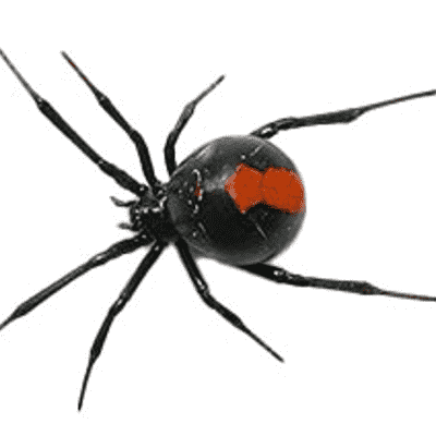 How To Get Rid of Spiders - Insecticides - HowToPest.com