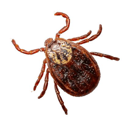 How To Get Rid of Ticks - Insecticides - HowToPest.com