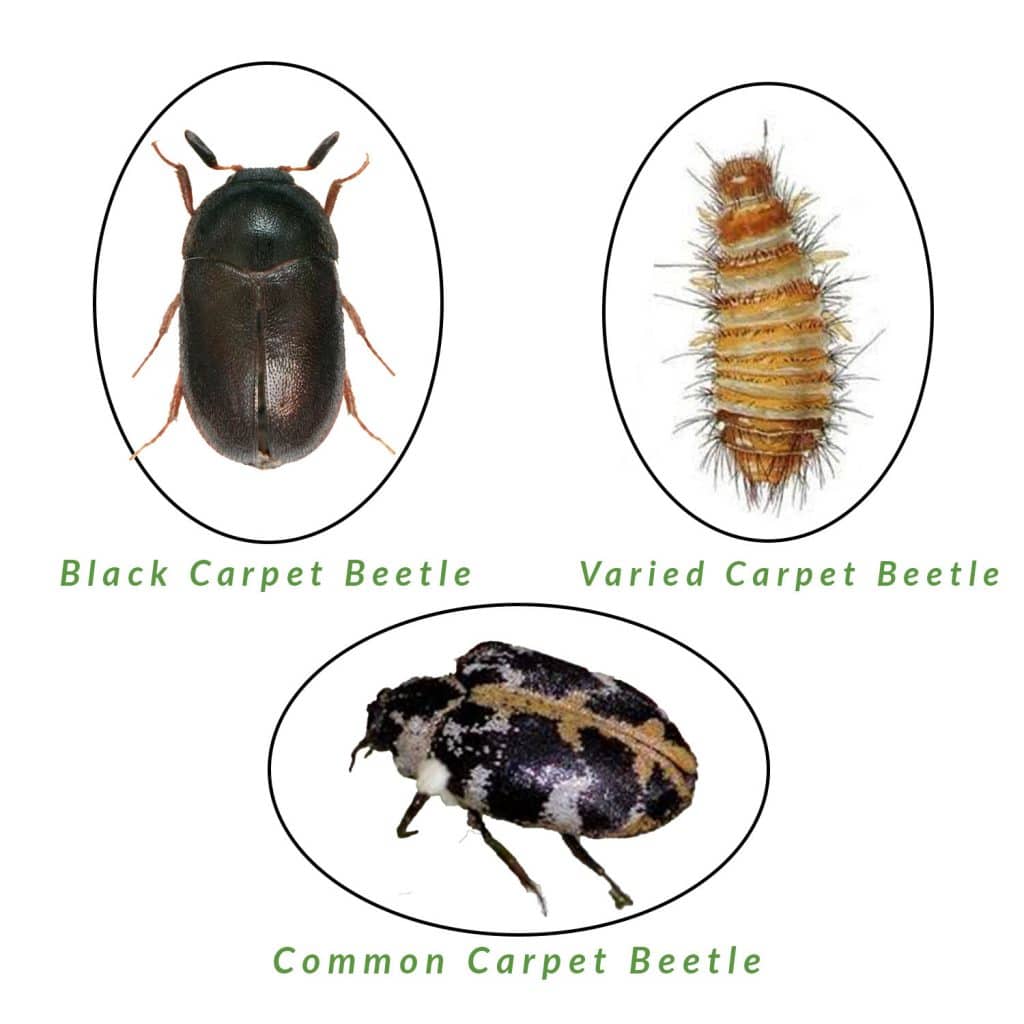 Carpet-Beetle-Types-Blog