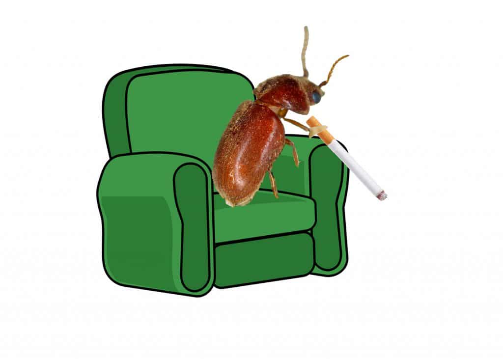 Cigarette-Beetle-Blog