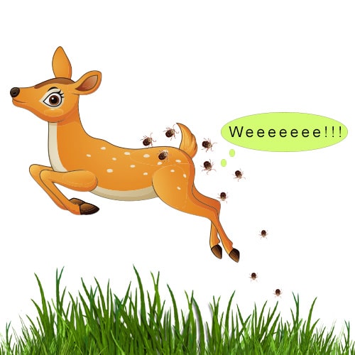Get Rid of Deer-Tick-Blog