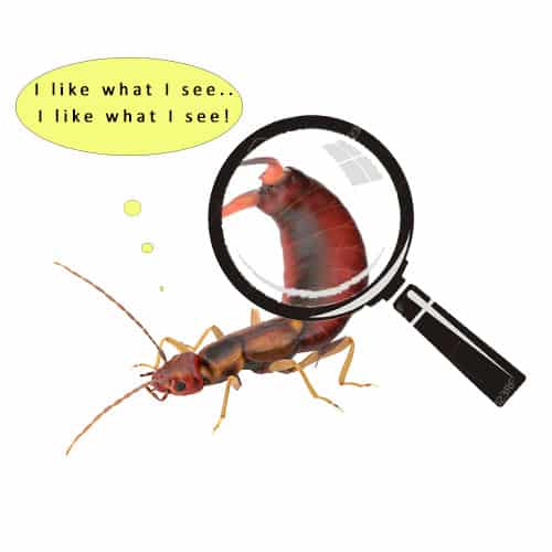 Pincher-Bug-Blog - How To Get Rid of Earwigs