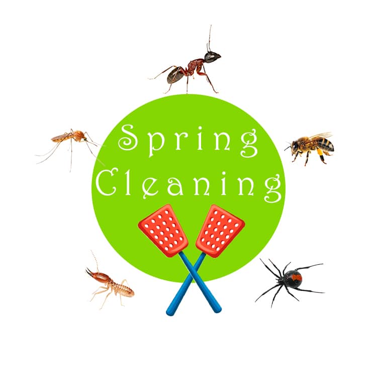 Spring-Time-Pests-Blog