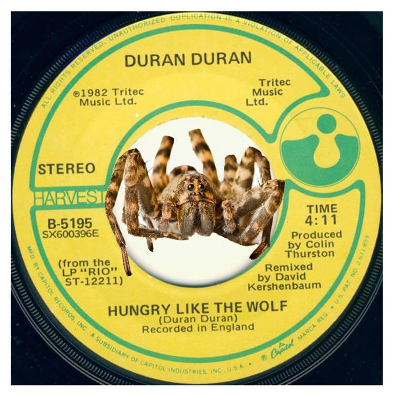 Get Rid of Wolf Spiders Hungry Like The Wolf Spider...