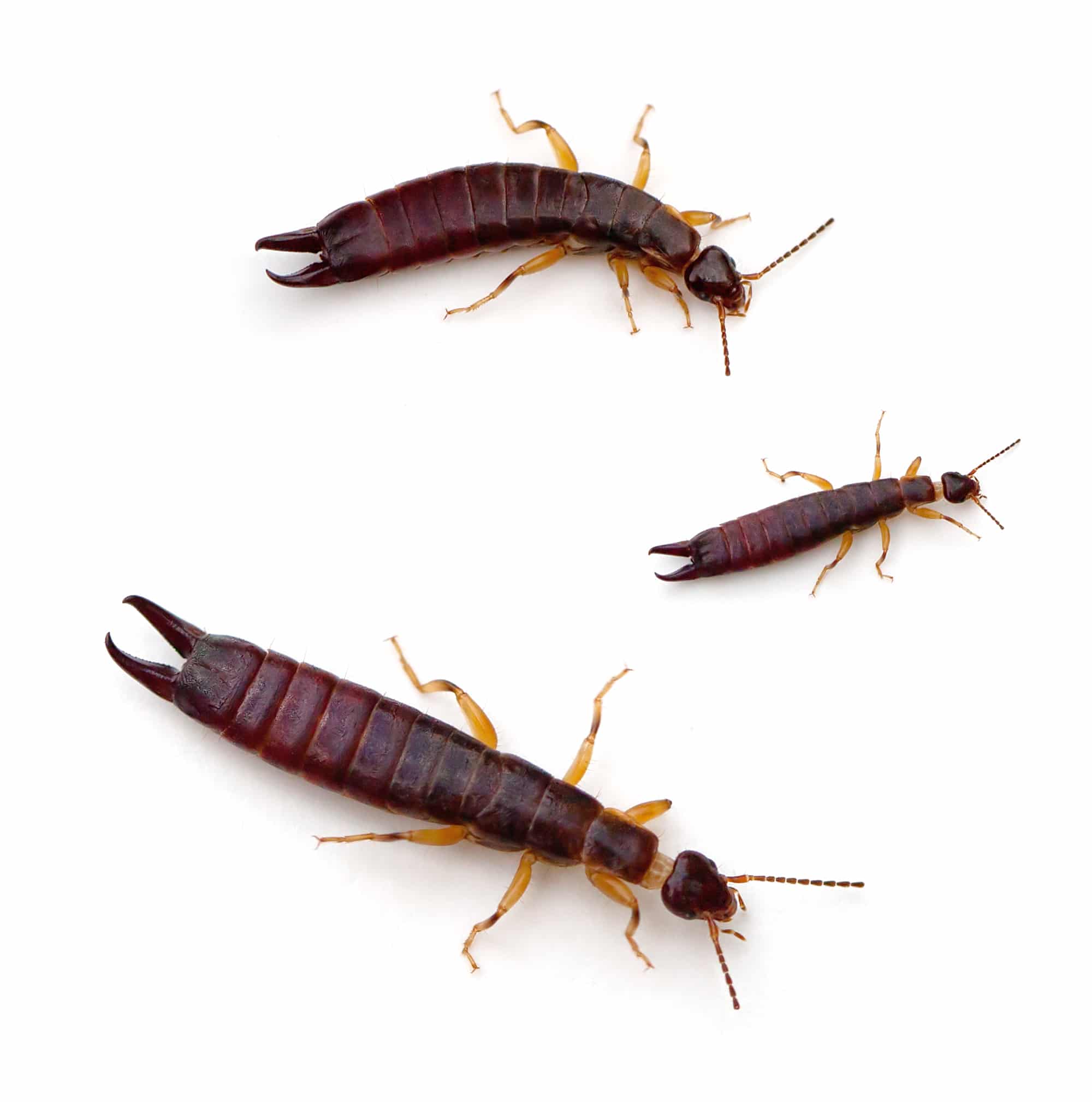 How To Get Rid Of Earwigs in The Garden
