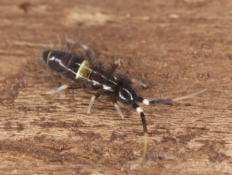 Get Rid of Springtails- Wait For Me!...Springtails