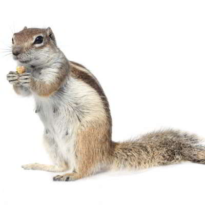 How To Get Rid of Squirrels - Squirrel Bait and Traps - HowToPest.com