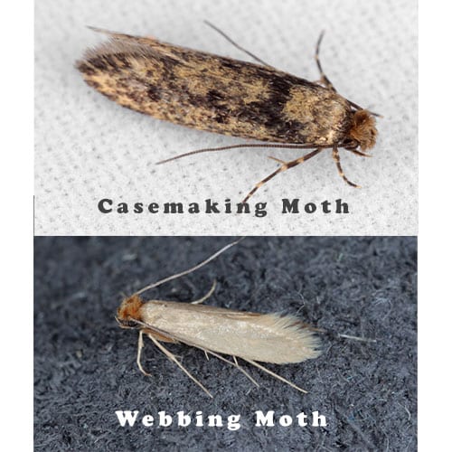 Get Rid of Moths- Moth-er Fricking...Moths - How To...