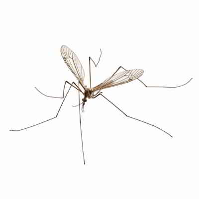 What a Crane Fly Looks Like - How to get rid of crane flies - Insecticides - HowToPests.com
