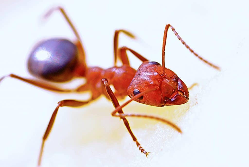 What a Red Imported Fire Ant Looks like - How To Get Rid of Red Imported Fire Ants - HowToPest.com