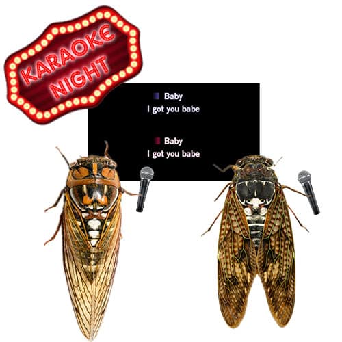 Cicada-Blog