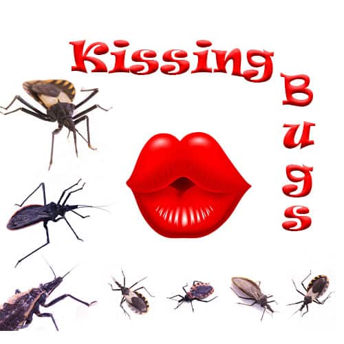 Kissing Bugs Blog