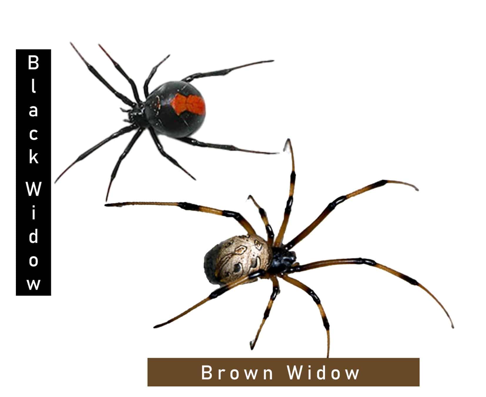 brown black widow bites