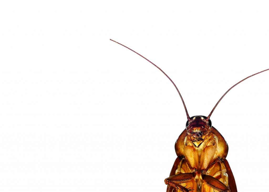 What a cockroach looks like - How to get rid of cockroaches - HowToPest.com