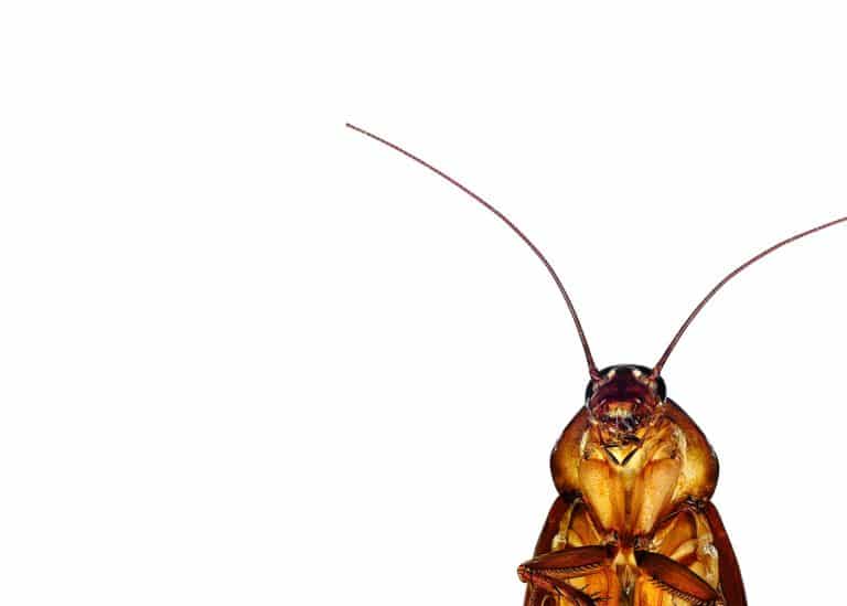 Cockroach-Slide