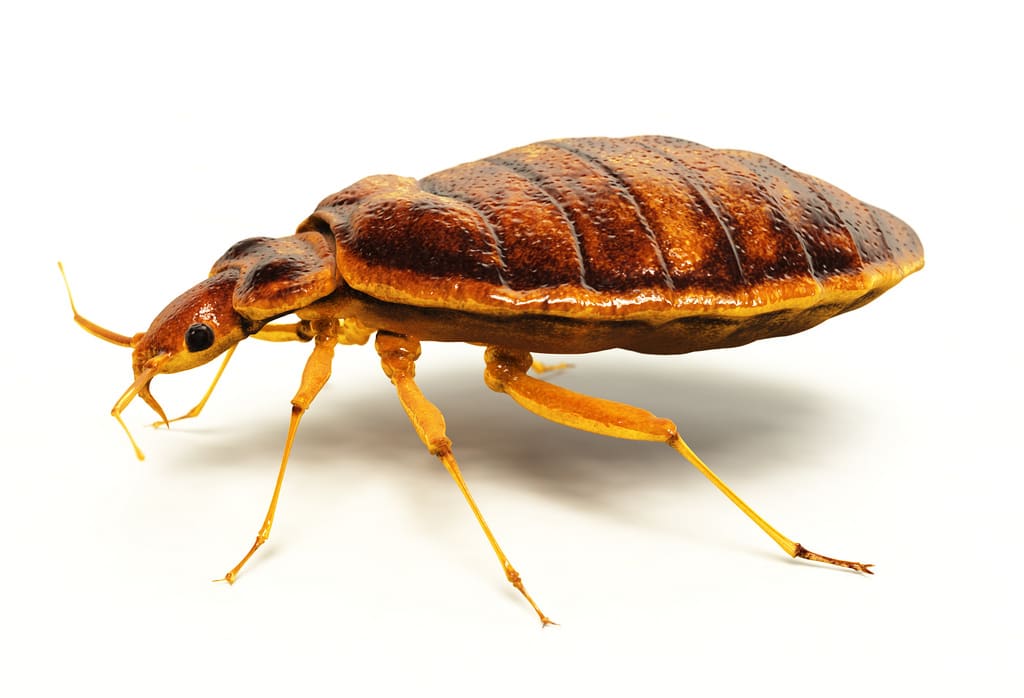 How To Get Rid of Bed Bugs- Insecticides - HowToPest.com