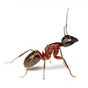 Fall Pest Guide: Top 7 Pests To Look Out For This...