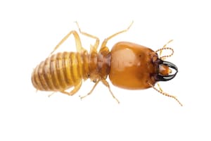 What Do Dampwood Termites Look Like - HowToPest.com