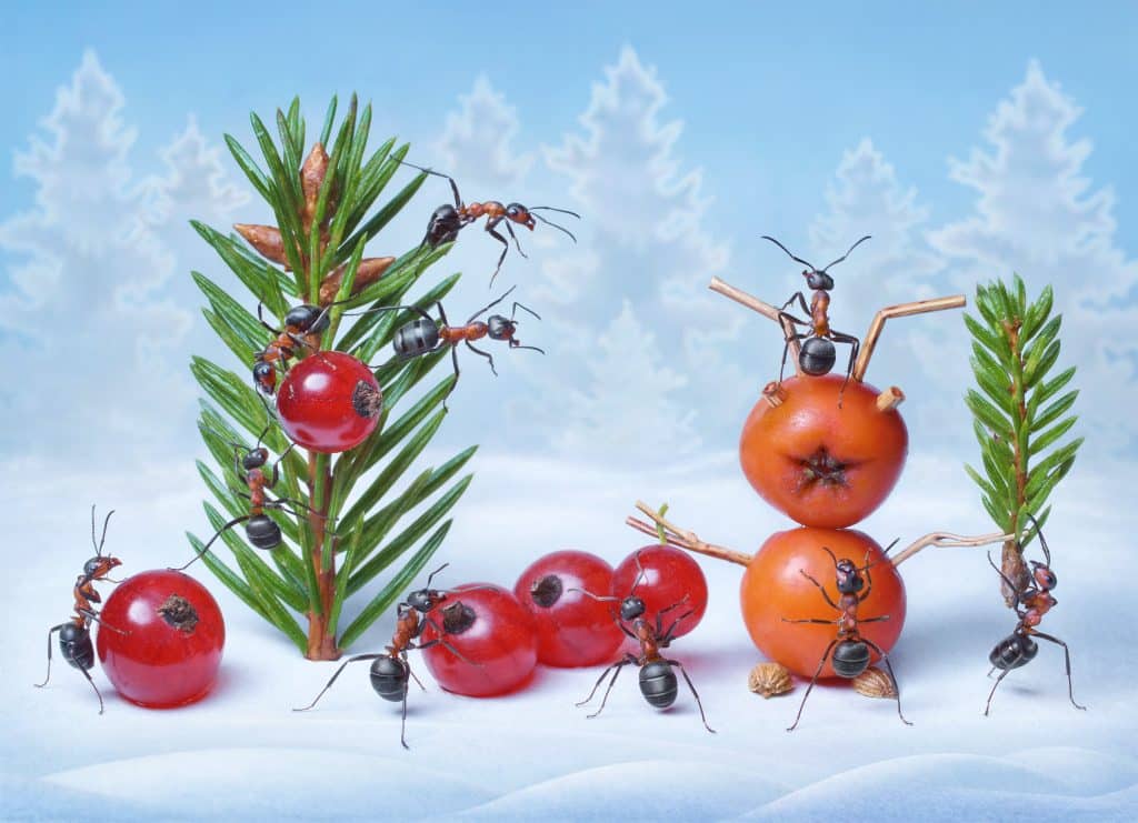 ants make Christmas tree and Santa Claus for New Year