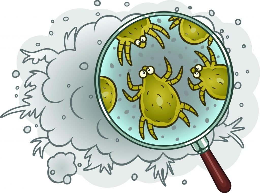 What a dust mite looks like - HowToPest.com
