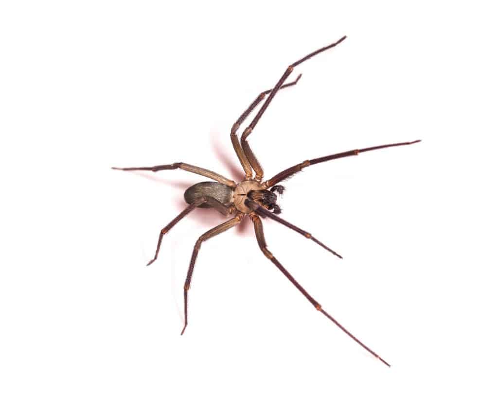 What a Brown Recluse Spider looks like - How to get rid of brown recluse spiders - HowToPest.com