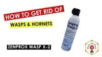 How To Get Rid of Wasps and Hornets - Zenprox