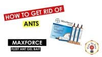 How To Get Rid of Ants - How To Use Maxforce Fleet Ant Gel Bait - HowToPest.com