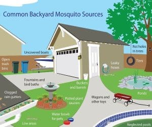 Common Sources of Mosquitoes In Your Backyard - HowToPest.com