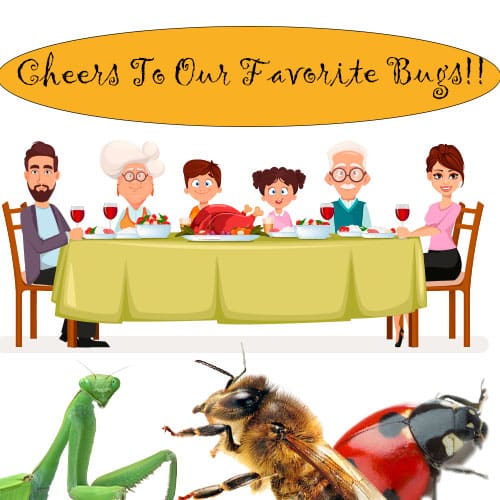 3 Beneficial Bugs that we are thankful for - Honeybees, Praying Mantises, Lady Bugs - HowToPest.com