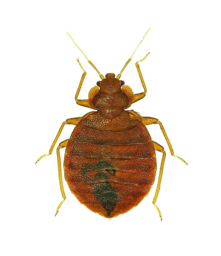 How To Get Rid of Bed Bugs- Insecticides - HowToPest.com