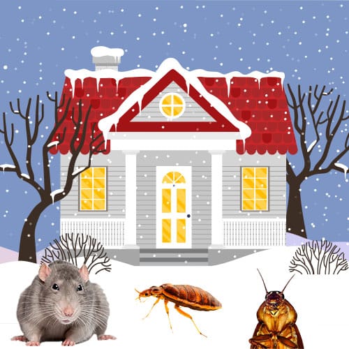 5 Essential Ways To Pest-Proof Your Home This Winter