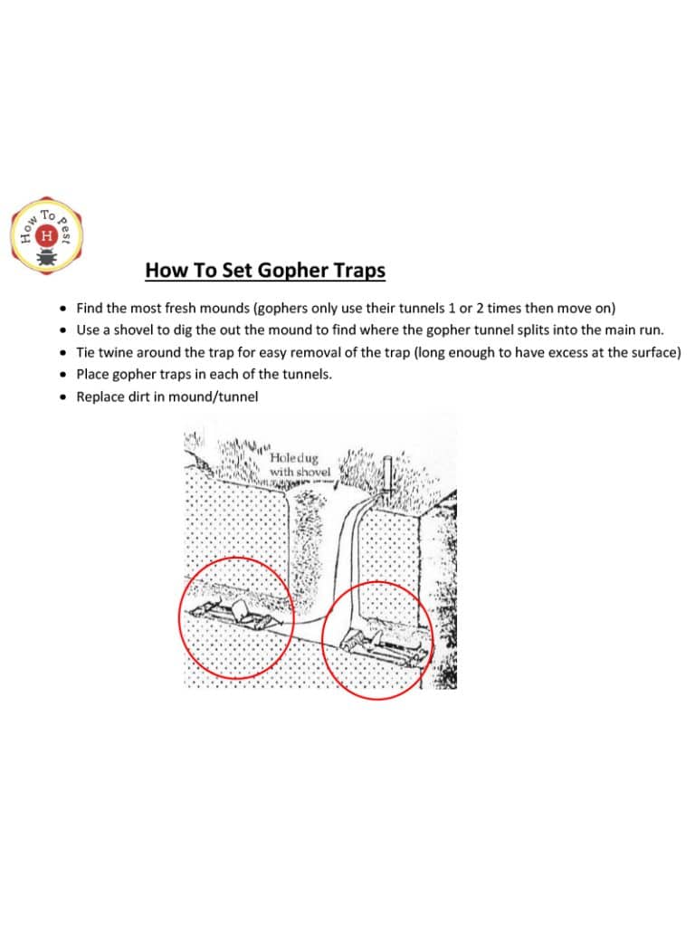 The Gophinator Gopher Traps How To Pest Free Shipping