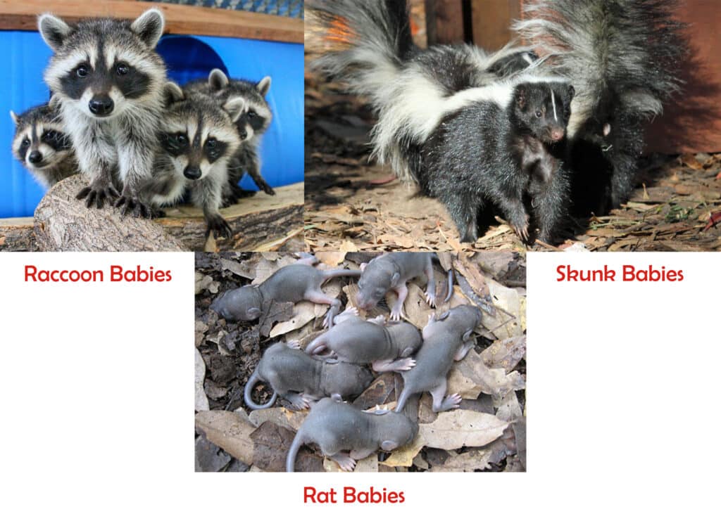 Raccoon Skunk and Rat Babies - Valentines Day - HowToPest.com